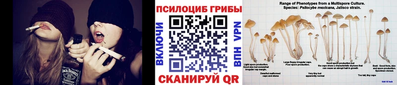 Псилоцибиновые грибы Cubensis  Гудермес 