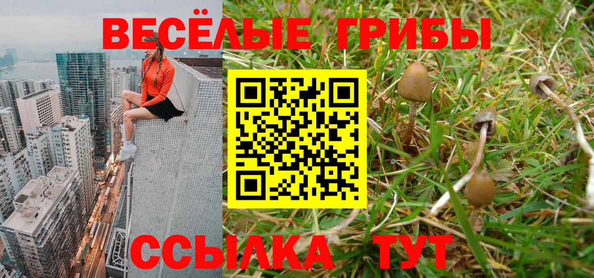 Галлюциногенные грибы Psilocybine cubensis Гудермес